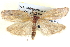  ( - BIOUG04039-D02)  @13 [ ] CreativeCommons - Attribution (2012) CBG Photography Group Centre for Biodiversity Genomics