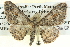  ( - BIOUG04039-D06)  @14 [ ] CreativeCommons - Attribution (2012) CBG Photography Group Centre for Biodiversity Genomics