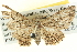  ( - BIOUG04039-E05)  @13 [ ] CreativeCommons - Attribution (2012) CBG Photography Group Centre for Biodiversity Genomics