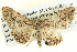  ( - BIOUG04039-E06)  @13 [ ] CreativeCommons - Attribution (2012) CBG Photography Group Centre for Biodiversity Genomics