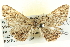  ( - BIOUG04039-E08)  @13 [ ] CreativeCommons - Attribution (2012) CBG Photography Group Centre for Biodiversity Genomics