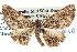  ( - BIOUG04039-E12)  @13 [ ] CreativeCommons - Attribution (2012) CBG Photography Group Centre for Biodiversity Genomics