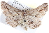  ( - BIOUG04099-G10)  @14 [ ] CreativeCommons - Attribution (2012) CBG Photography Group Centre for Biodiversity Genomics