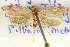  ( - BIOUG04109-A09)  @12 [ ] CreativeCommons - Attribution (2012) CBG Photography Group Centre for Biodiversity Genomics