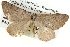  ( - BIOUG04109-C06)  @13 [ ] CreativeCommons - Attribution (2012) CBG Photography Group Centre for Biodiversity Genomics