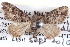  ( - BIOUG04109-C09)  @14 [ ] CreativeCommons - Attribution (2012) CBG Photography Group Centre for Biodiversity Genomics