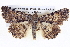  ( - BIOUG04109-D04)  @14 [ ] CreativeCommons - Attribution (2012) CBG Photography Group Centre for Biodiversity Genomics
