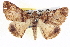  ( - BIOUG04109-D09)  @13 [ ] CreativeCommons - Attribution (2012) CBG Photography Group Centre for Biodiversity Genomics