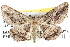  ( - BIOUG04109-E09)  @13 [ ] CreativeCommons - Attribution (2012) CBG Photography Group Centre for Biodiversity Genomics