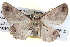  ( - BIOUG04109-E12)  @12 [ ] CreativeCommons - Attribution (2012) CBG Photography Group Centre for Biodiversity Genomics