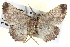  ( - BIOUG04109-F01)  @12 [ ] CreativeCommons - Attribution (2012) CBG Photography Group Centre for Biodiversity Genomics