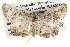 ( - BIOUG04109-F02)  @12 [ ] CreativeCommons - Attribution (2012) CBG Photography Group Centre for Biodiversity Genomics