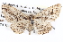  ( - BIOUG04109-F05)  @14 [ ] CreativeCommons - Attribution (2012) CBG Photography Group Centre for Biodiversity Genomics