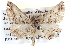  ( - BIOUG04109-F10)  @13 [ ] CreativeCommons - Attribution (2012) CBG Photography Group Centre for Biodiversity Genomics