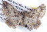  ( - BIOUG04109-F11)  @13 [ ] CreativeCommons - Attribution (2012) CBG Photography Group Centre for Biodiversity Genomics