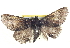  ( - BIOUG04193-C05)  @14 [ ] CreativeCommons - Attribution (2012) CBG Photography Group Centre for Biodiversity Genomics