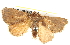  ( - BIOUG04193-G03)  @14 [ ] CreativeCommons - Attribution (2012) CBG Photography Group Centre for Biodiversity Genomics