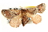  ( - BIOUG04194-A09)  @14 [ ] CreativeCommons - Attribution (2012) CBG Photography Group Centre for Biodiversity Genomics