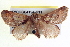  ( - BIOUG04194-B11)  @13 [ ] CreativeCommons - Attribution (2012) CBG Photography Group Centre for Biodiversity Genomics
