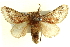 (Doratifera ochroptila - BIOUG04194-C03)  @15 [ ] CreativeCommons - Attribution (2012) CBG Photography Group Centre for Biodiversity Genomics