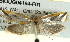  ( - BIOUG04194-F01)  @13 [ ] CreativeCommons - Attribution (2012) CBG Photography Group Centre for Biodiversity Genomics