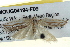  ( - BIOUG04194-F09)  @13 [ ] CreativeCommons - Attribution (2012) CBG Photography Group Centre for Biodiversity Genomics