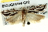  ( - BIOUG04194-G02)  @13 [ ] CreativeCommons - Attribution (2012) CBG Photography Group Centre for Biodiversity Genomics