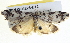  ( - BIOUG04226-B12)  @14 [ ] CreativeCommons - Attribution (2012) CBG Photography Group Centre for Biodiversity Genomics
