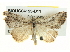  ( - BIOUG04195-D11)  @13 [ ] CreativeCommons - Attribution (2013) CBG Photography Group Centre for Biodiversity Genomics