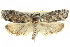  ( - BIOUG04195-E03)  @13 [ ] CreativeCommons - Attribution (2013) CBG Photography Group Centre for Biodiversity Genomics