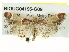  ( - BIOUG04195-G09)  @13 [ ] CreativeCommons - Attribution (2013) CBG Photography Group Centre for Biodiversity Genomics