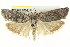 ( - BIOUG04195-G11)  @13 [ ] CreativeCommons - Attribution (2013) CBG Photography Group Centre for Biodiversity Genomics