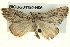  ( - BIOUG04195-H06)  @13 [ ] CreativeCommons - Attribution (2013) CBG Photography Group Centre for Biodiversity Genomics