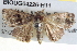  ( - BIOUG04226-H11)  @13 [ ] CreativeCommons - Attribution (2012) CBG Photography Group Centre for Biodiversity Genomics