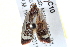  ( - BIOUG04227-C10)  @13 [ ] CreativeCommons - Attribution (2013) CBG Photography Group Centre for Biodiversity Genomics