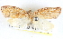  ( - BIOUG04228-D02)  @12 [ ] CreativeCommons - Attribution (2013) CBG Photography Group Centre for Biodiversity Genomics