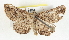  ( - BIOUG04228-F04)  @13 [ ] CreativeCommons - Attribution (2013) CBG Photography Group Centre for Biodiversity Genomics