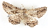  ( - BIOUG04228-F05)  @13 [ ] CreativeCommons - Attribution (2013) CBG Photography Group Centre for Biodiversity Genomics