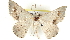  ( - BIOUG04228-F10)  @14 [ ] CreativeCommons - Attribution (2013) CBG Photography Group Centre for Biodiversity Genomics