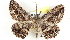  ( - BIOUG04228-G04)  @14 [ ] CreativeCommons - Attribution (2013) CBG Photography Group Centre for Biodiversity Genomics