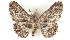  ( - BIOUG04228-G05)  @14 [ ] CreativeCommons - Attribution (2013) CBG Photography Group Centre for Biodiversity Genomics