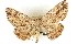  ( - BIOUG04228-H06)  @14 [ ] CreativeCommons - Attribution (2013) CBG Photography Group Centre for Biodiversity Genomics