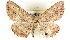  ( - BIOUG04228-H08)  @14 [ ] CreativeCommons - Attribution (2013) CBG Photography Group Centre for Biodiversity Genomics