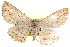  ( - BIOUG04229-A02)  @14 [ ] CreativeCommons - Attribution (2012) CBG Photography Group Centre for Biodiversity Genomics