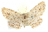  ( - BIOUG04229-A11)  @14 [ ] CreativeCommons - Attribution (2012) CBG Photography Group Centre for Biodiversity Genomics