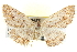  ( - BIOUG04229-B01)  @13 [ ] CreativeCommons - Attribution (2012) CBG Photography Group Centre for Biodiversity Genomics