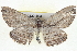  ( - BIOUG04229-B03)  @13 [ ] CreativeCommons - Attribution (2012) CBG Photography Group Centre for Biodiversity Genomics