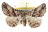  ( - BIOUG04229-B10)  @13 [ ] CreativeCommons - Attribution (2012) CBG Photography Group Centre for Biodiversity Genomics