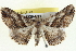  ( - BIOUG04229-B11)  @13 [ ] CreativeCommons - Attribution (2012) CBG Photography Group Centre for Biodiversity Genomics