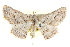  ( - BIOUG04229-C01)  @14 [ ] CreativeCommons - Attribution (2012) CBG Photography Group Centre for Biodiversity Genomics